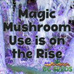 Magic Mushroom Use is on the Rise