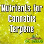 Nutrients for Cannabis Terpene