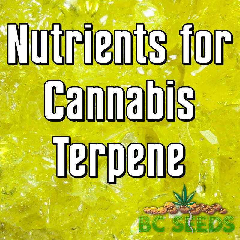 Nutrients for Cannabis Terpene