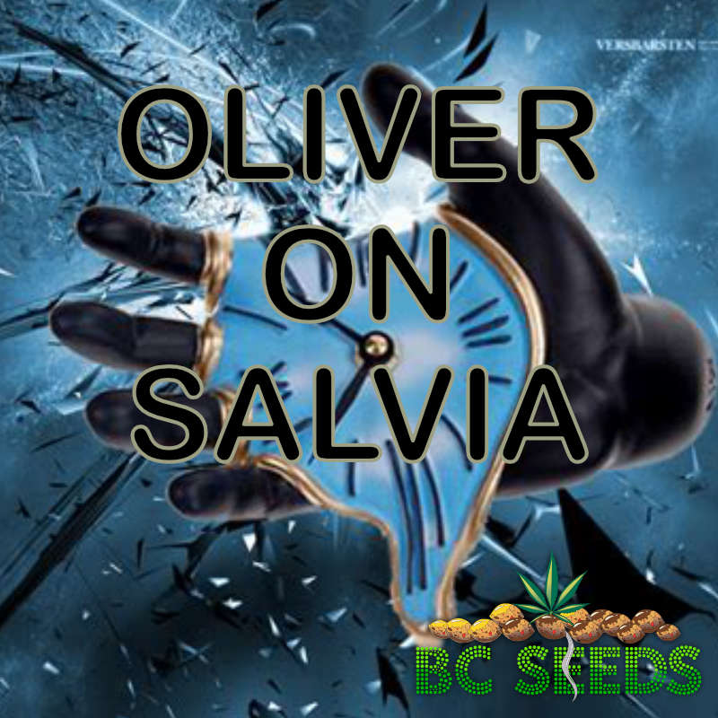Oliver on Salvia