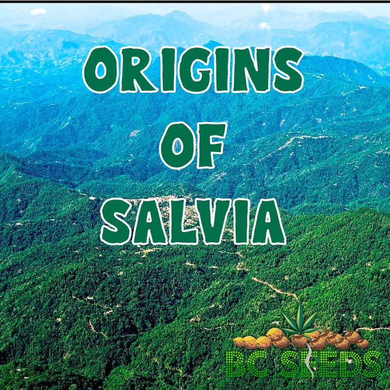 Origins of Salvia