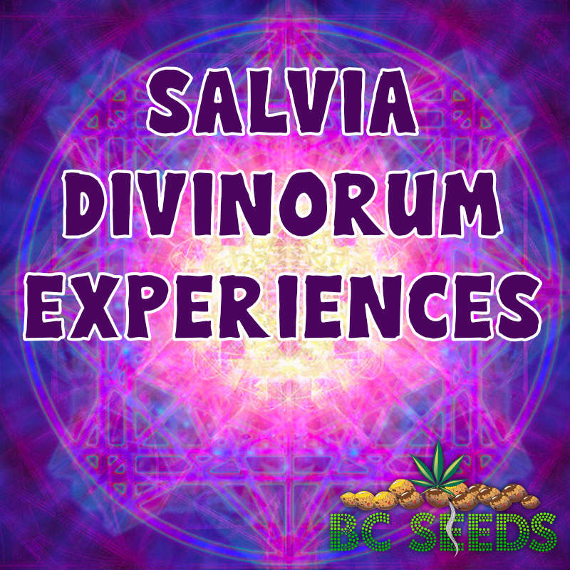 Salvia Divinorum Experiences