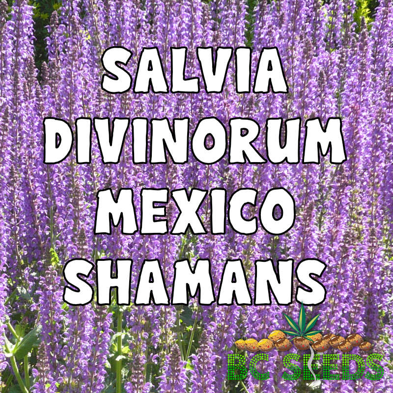 Salvia Divinorum Mexico Shamans