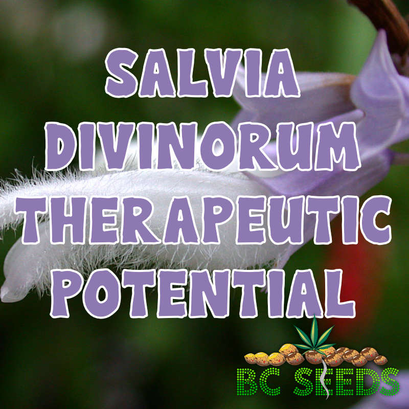 Salvia Divinorum Therapeutic Potential