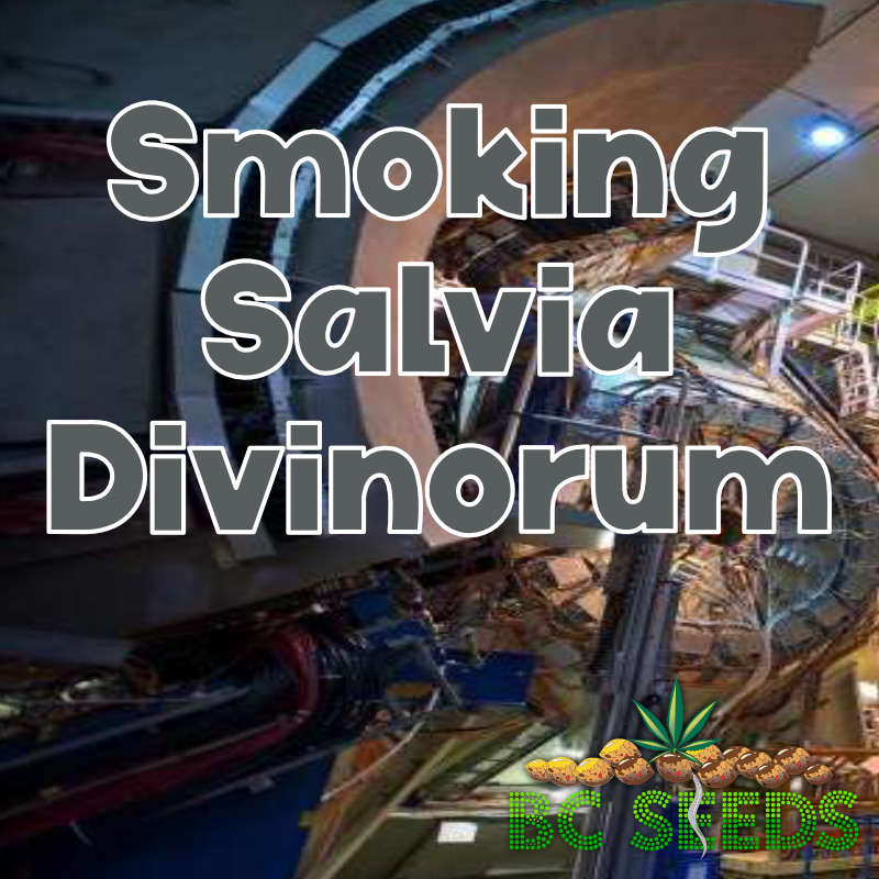 Smoking Salvia Divinorum