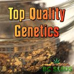 Top Quality Genetics