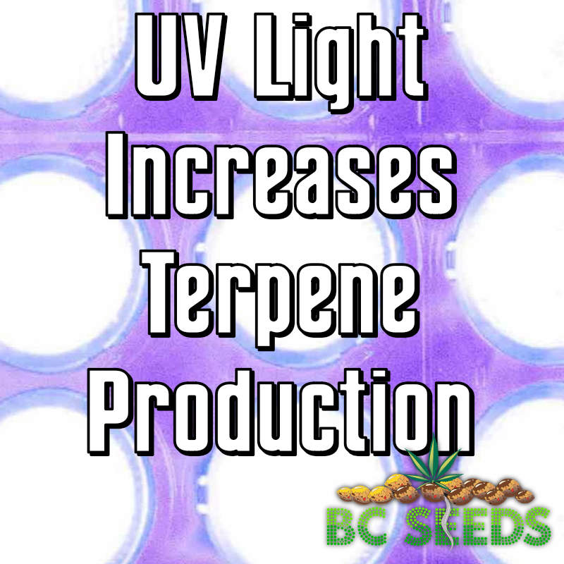 UV Light Increases Terpene Production
