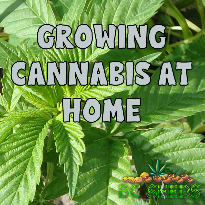 Growing Cannabis at Home