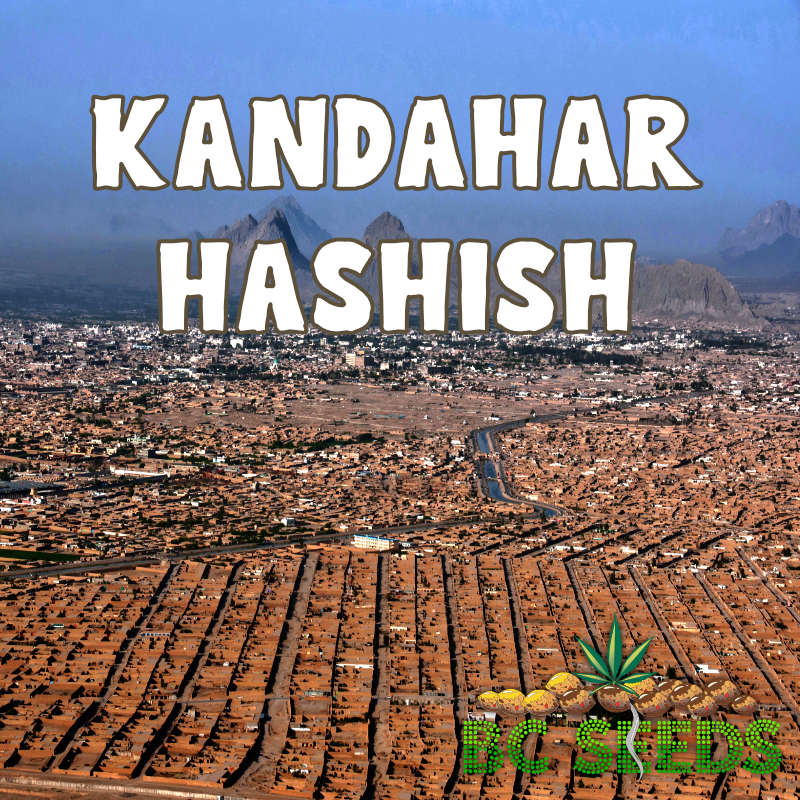 Kandahar Hashish
