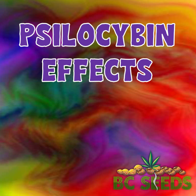 Psilocybin Effects