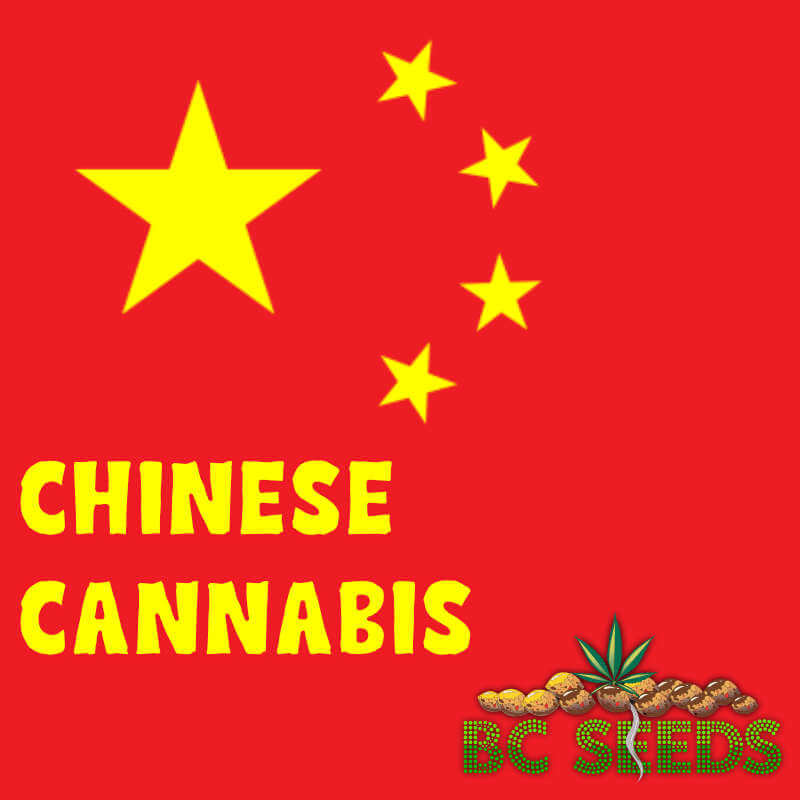 Chinese Cannabis
