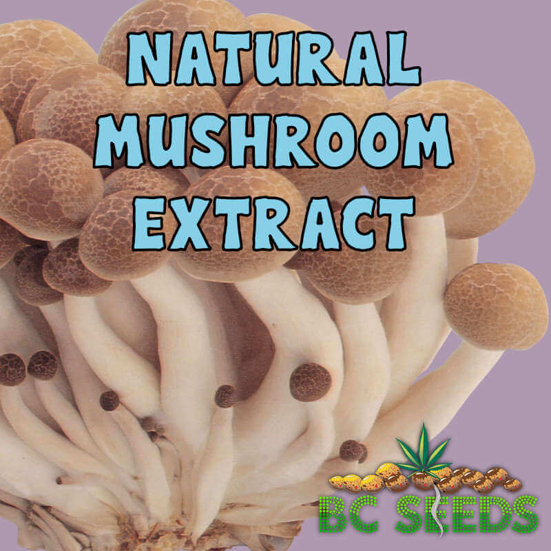 Natural Mushroom Extract