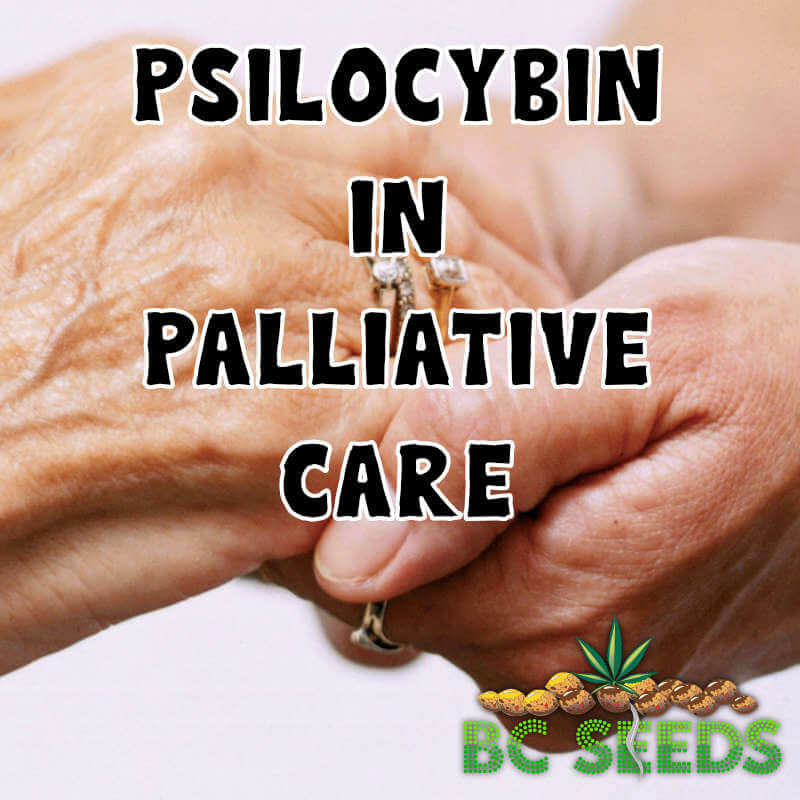 Psilocybin in Palliative Care
