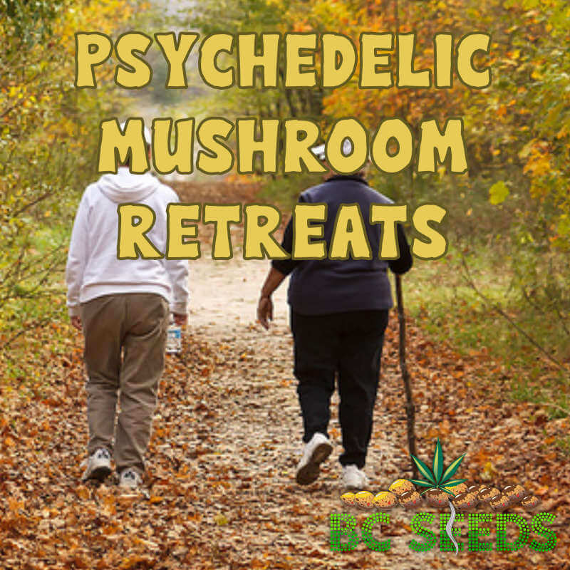 Psychedelic Mushroom Retreats