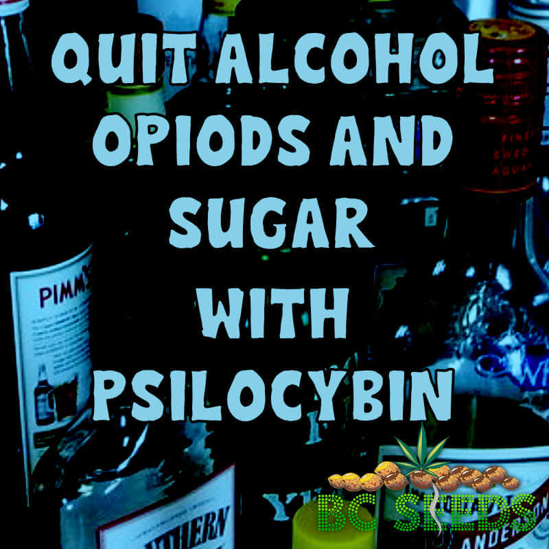 Quit Alcohol With Psilocybin