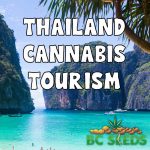 Thailand Cannabis Tourism
