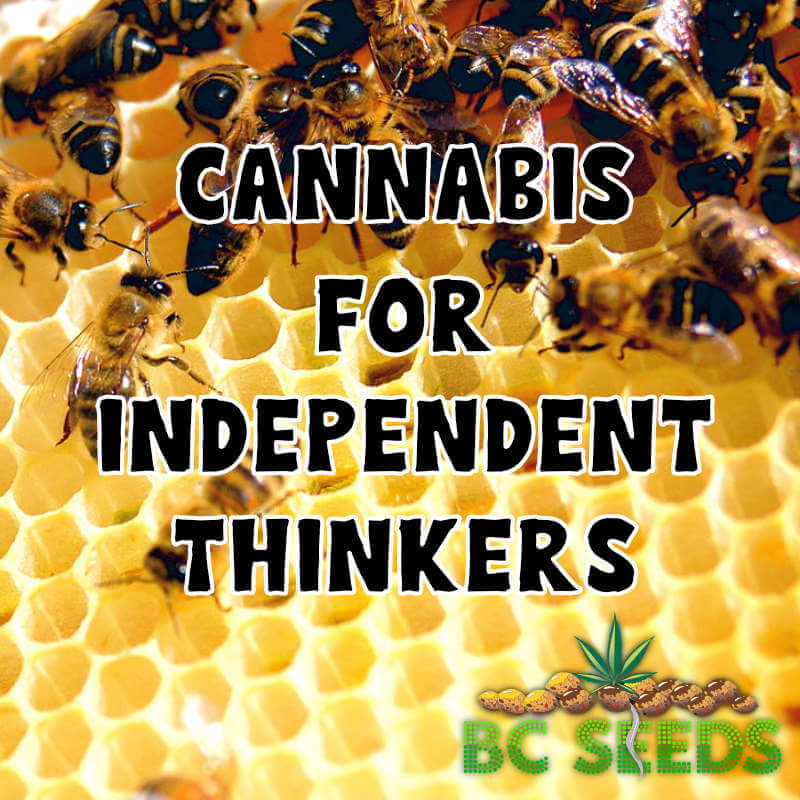 Cannabis for Independent Thinkers