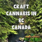 Craft Cannabis in BC Canada