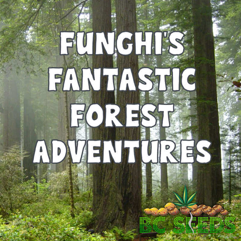 Funghi's Fantastic Forest Adventures