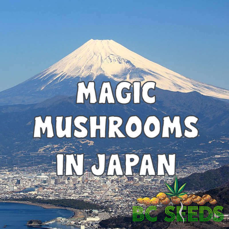 Magic Mushrooms in Japan