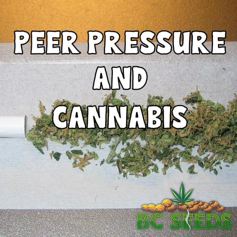 Peer Pressure and Cannabis