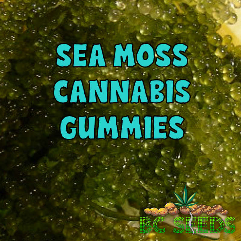 Sea Moss Cannabis Gummies